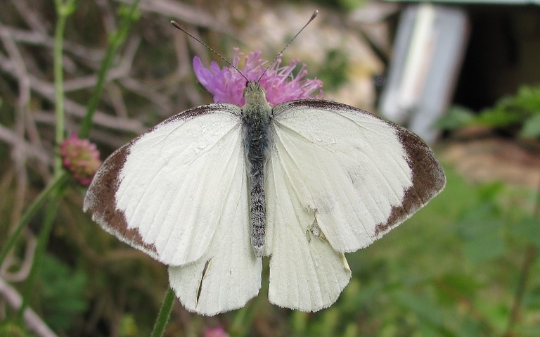 papillons - Pieride du chou - Pieris Brassicae - Male