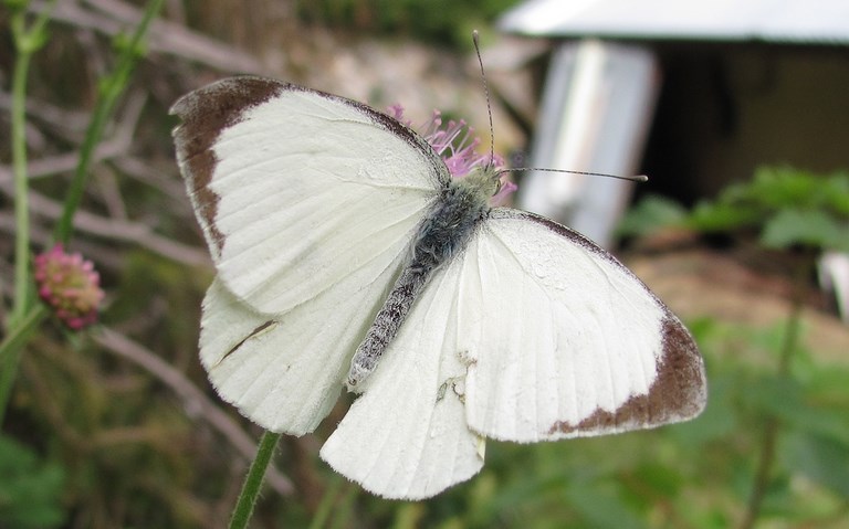 papillons - La piéride du chou - Pieris brassicae - Mâle