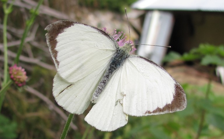 papillons - Piéride du chou - Pieris Brassicae - Mâle