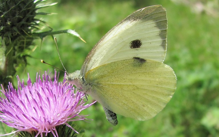 papillons - Pieride du chou - Pieris brassicae