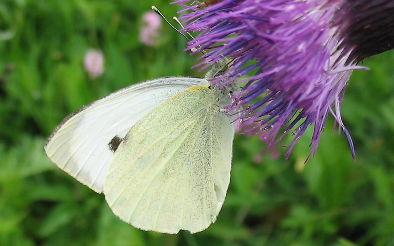 papillons - Piéride du chou - Pieris brassicae