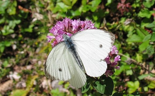 Papillons - Piéride du navet - Pieris napi - Mâle