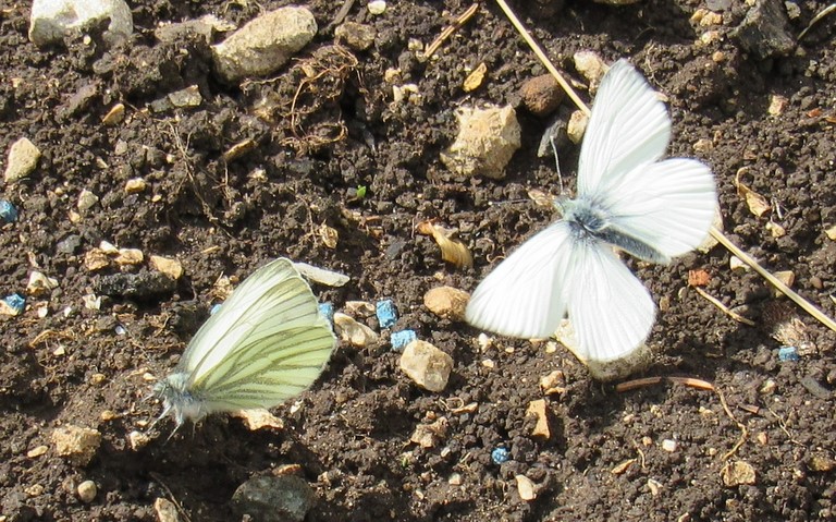 Papillons - Pieride du navet - Pieris napi