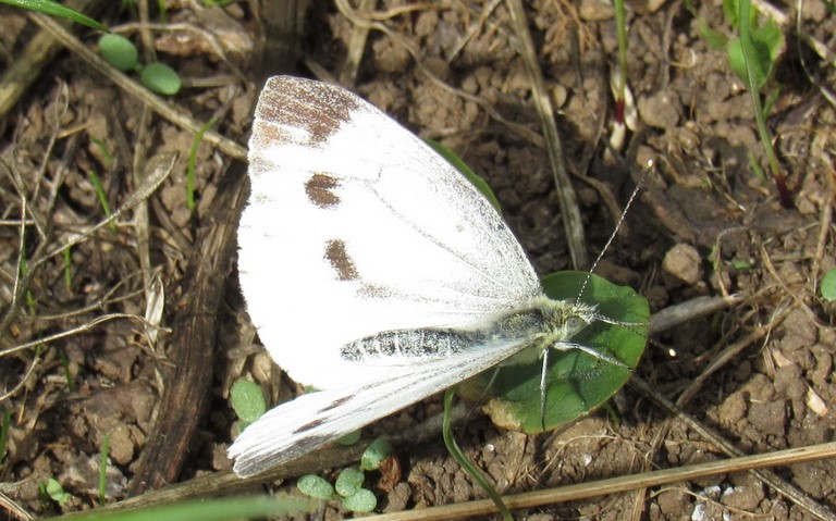 Papillons - Piéride du navet - Pieris napi - Femelle