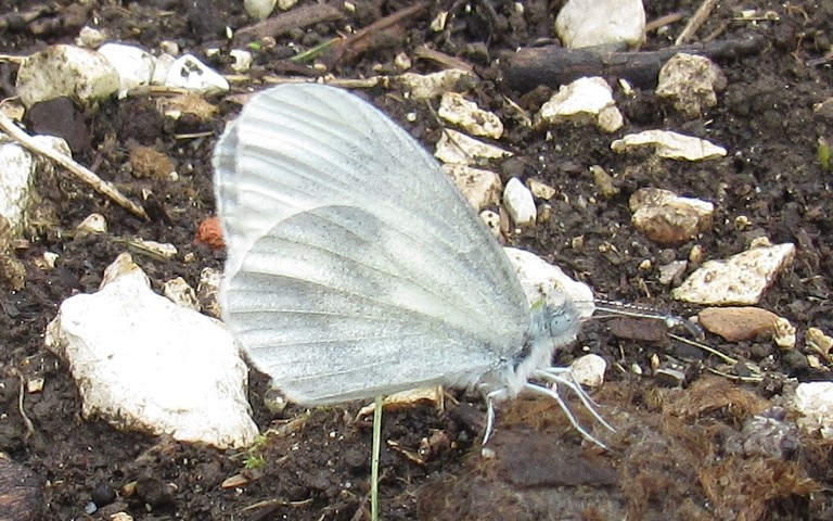 Papillons - La piéride irlandaise - Leptidea juvernica