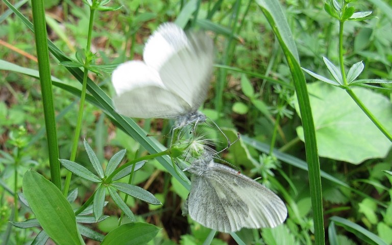 Papillons - Piéride irlandaise - Leptidae juvernica
