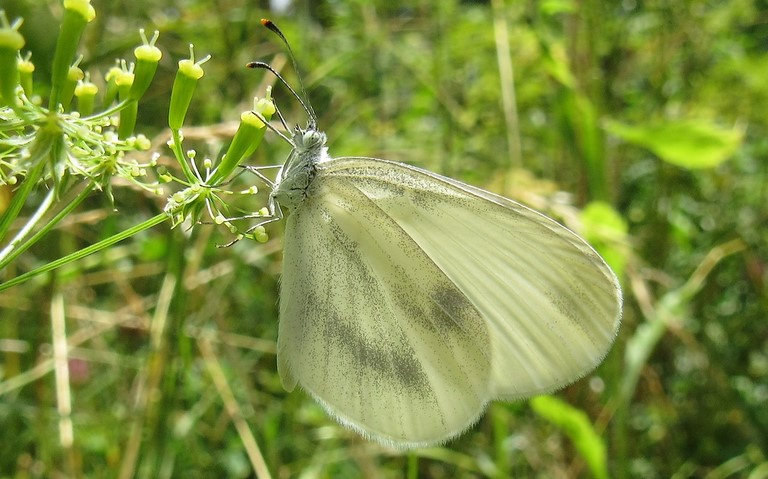 Papillons - La piéride irlandaise - Leptidae juvernica