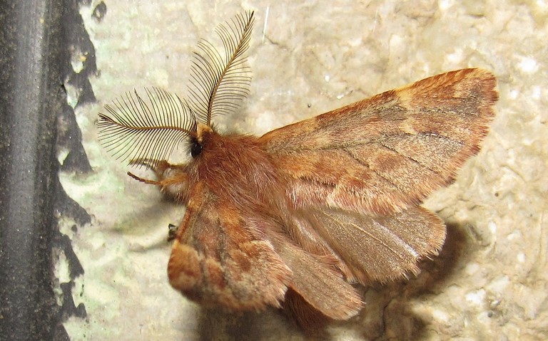 Papillons - Le plumet - Ptilophora plumigera - Male