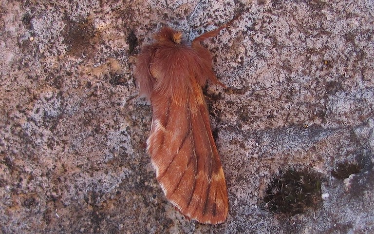 Papillons - Le plumet - Ptilophora plumigera - Mâle