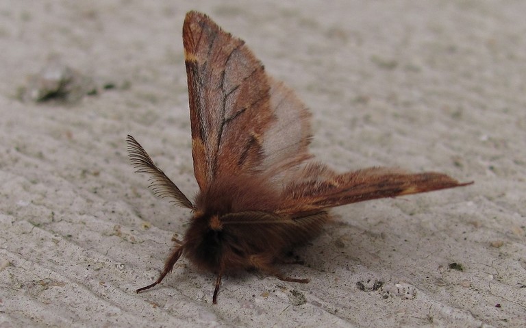 Papillons - Le plumet - Ptilophora plumigera - Mâle