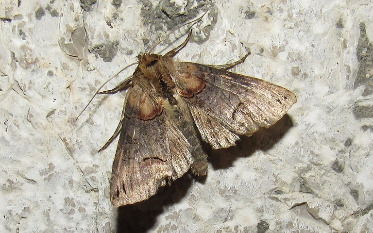 Papillons - La plusie à lunettes - Abrostola triplasia