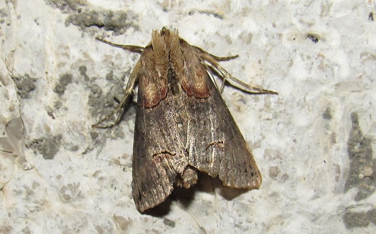 Papillons - La plusie à lunettes - Abrostola triplasia