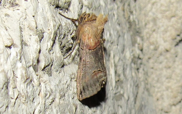 Papillons - La plusie à lunettes - Abrostola triplasia