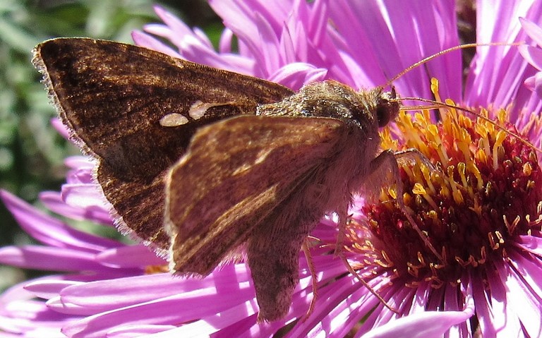 Papillons - La plusie chalcite - Chrysodeixis chalcites