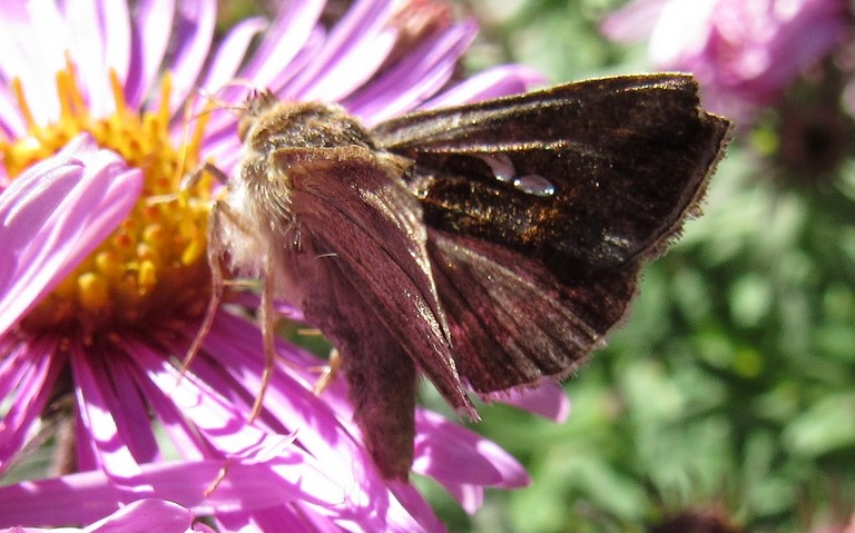 Papillons - La plusie chalcite - Chrysodeixis chalcites