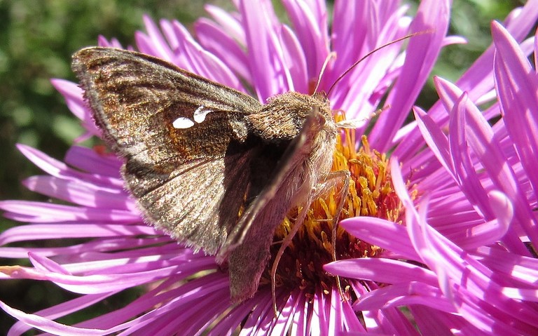 Papillons - La plusie chalcite - Chrysodeixis chalcites