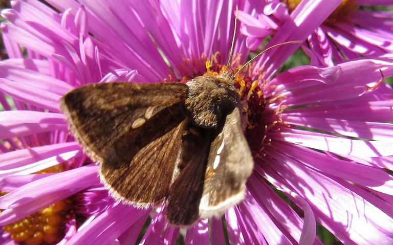 Papillons - La plusie chalcite - Chrysodeixis chalcites