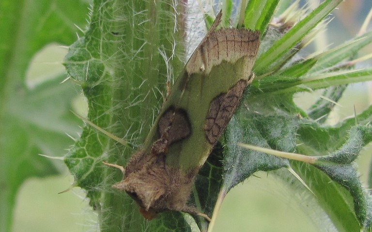 Papillons -Plusie confluente - Diachrysia stenochrysis