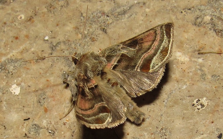 Papillons - La plusie illustre  - Euchalcia variabilis