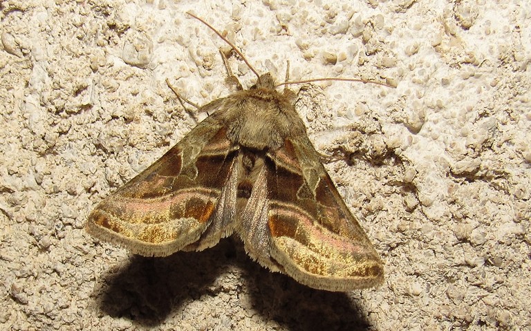Papillons - La plusie de l'aconit - Euchalcia variabilis