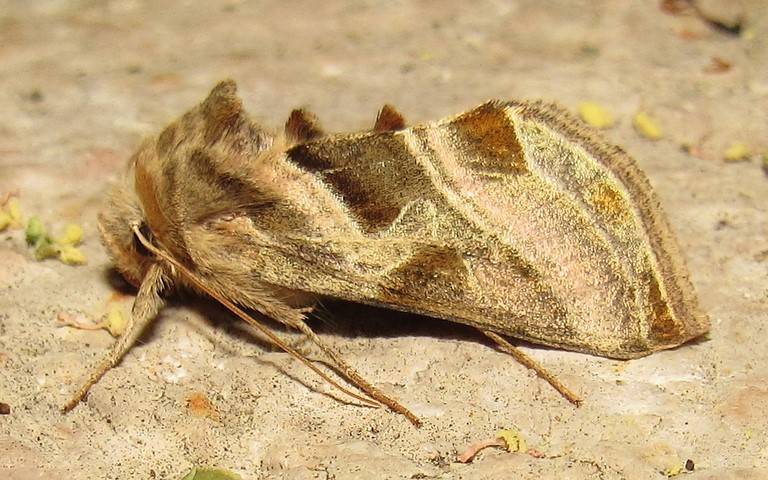 Papillons - La plusie de l'aconit - Euchalcia variabilis