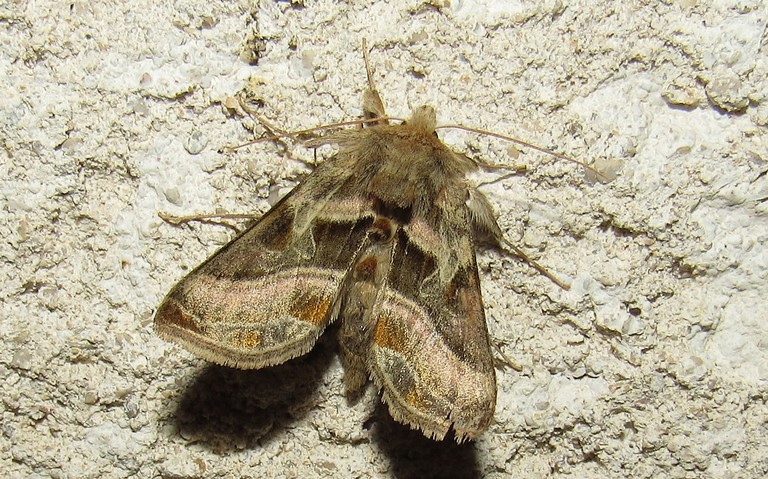 Papillons - La plusie illustre - Euchalcia variabilis