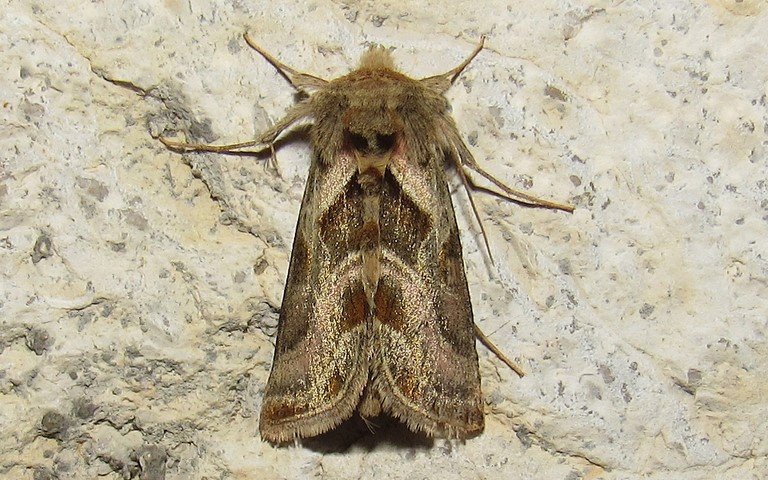 Papillons - La plusie illustre  - Euchalcia variabilis