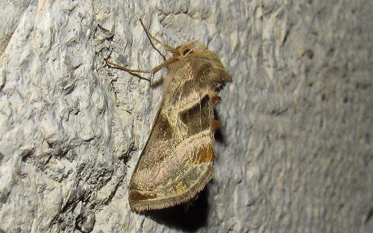 Papillons - La plusie de l'aconit - Euchalcia variabilis