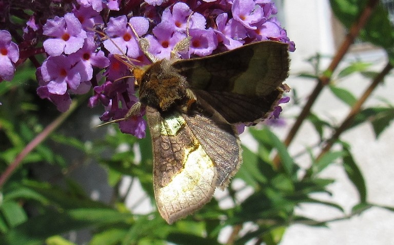 Papillons - Plusie vert-doré - Diachrysia chrysitis