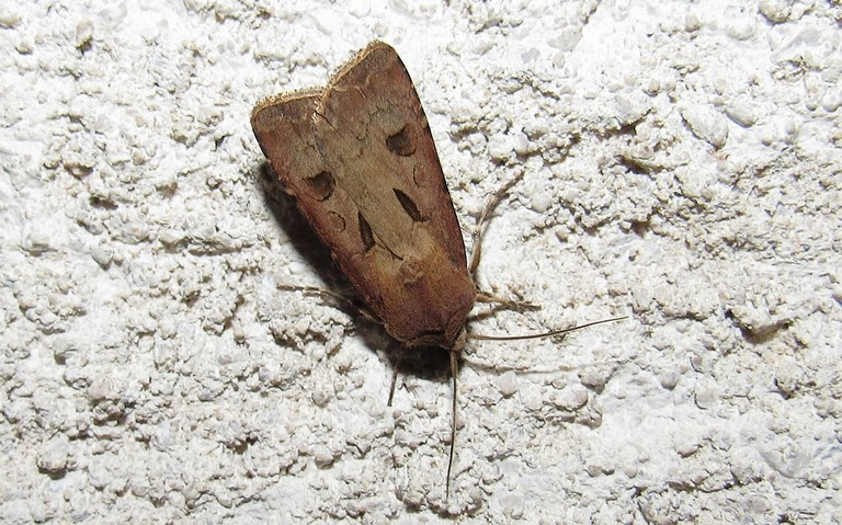 Papillons - Le point d'exclamation - Agrotis exclamationis