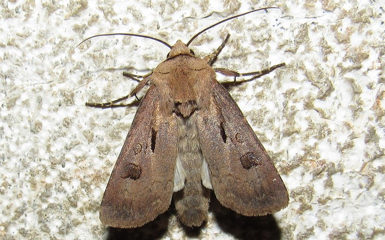 Papillons - Le point d'exclamation - Agrotis exclamationis