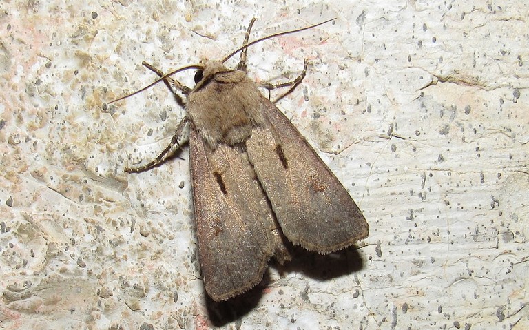 Papillons - Le point d'exclamation - Agrotis exclamationis