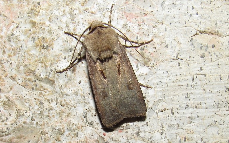 Papillons - Le point d'exclamation - Agrotis exclamationis