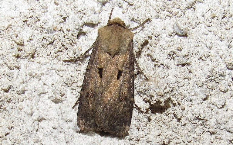 Papillons - Le point d'exclamation - Agrotis exclamationis