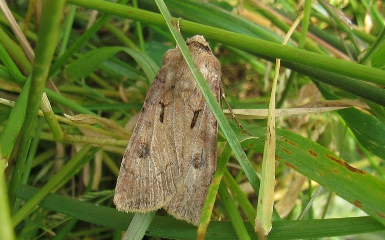 Papillons - Le point d'exclamation - Agrotis exclamationis