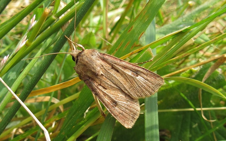 Papillons - Le point d'exclamation - Agrotis exclamationis