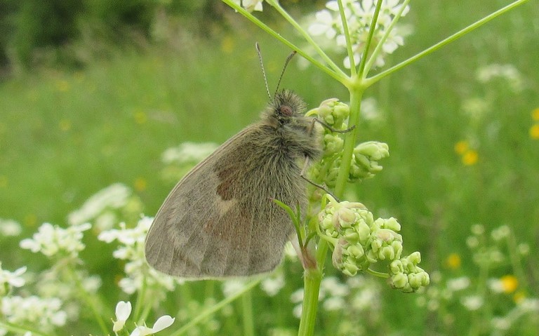 03 juin 2018 Papillons - Fadet commun - Coenonympha pamphilus