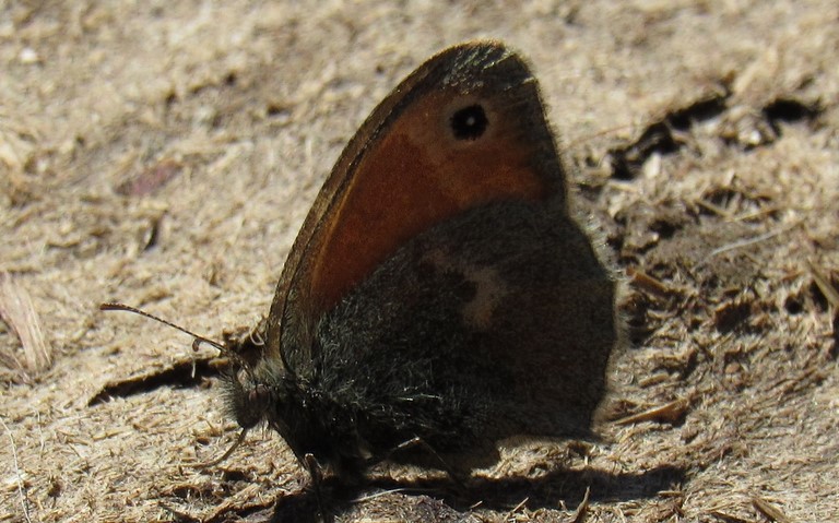 09 septembre 2020 Papillons - Procris - Coenonympha pamphilus