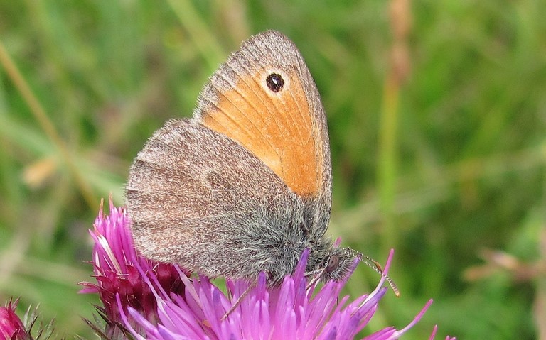 10 juillet 2011 Papillons - Procris - Coenonympha pamphilus