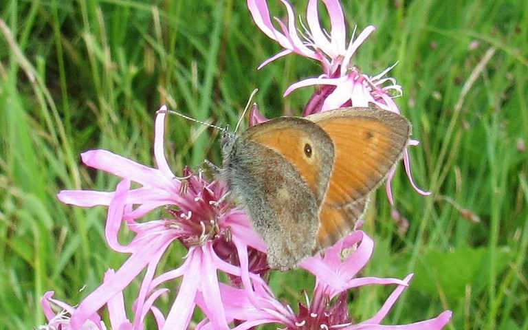 10 juin 2017 Papillons - Fadet commun - Coenonympha pamphilus