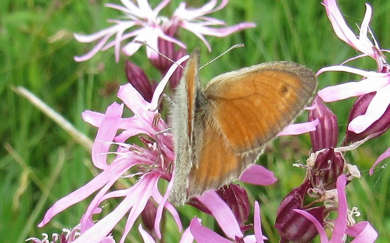 10 juin 2017 Papillons - Procris - Coenonympha pamphilus