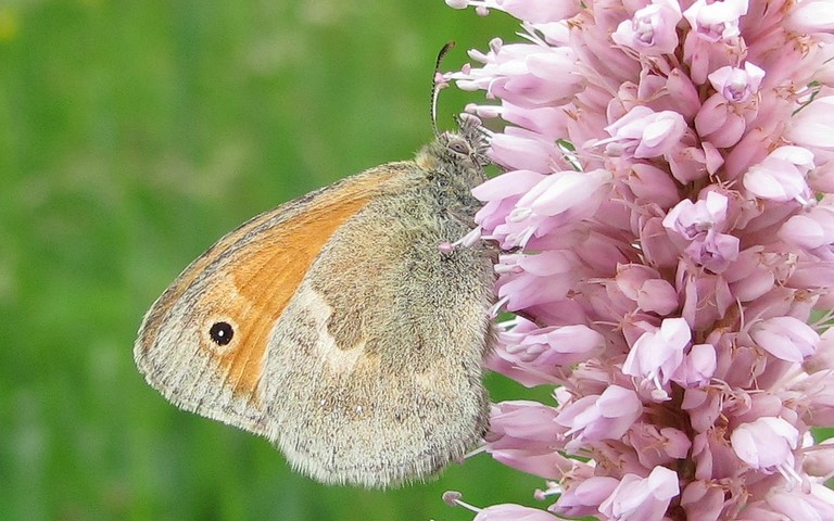 12 juin 2011 Papillons - Procris - Coenonympha pamphilus
