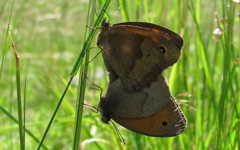 Couple - 26 juin 2011 Papillons - Procris - Coenonympha pamphilus