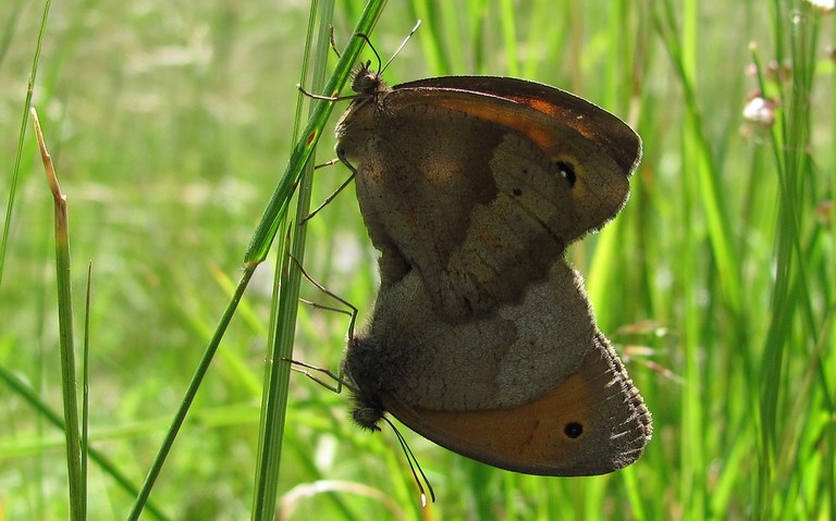 Papillons - Procris - Coenonympha Pamphilus