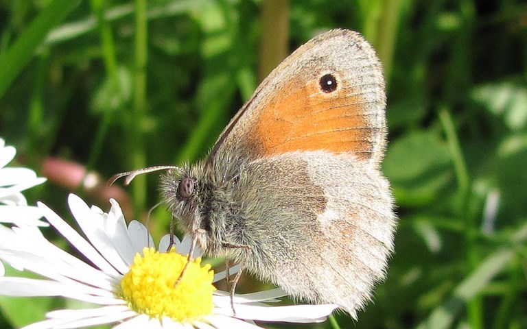 27 mai 2012 Papillons - Procris - Coenonympha pamphilus