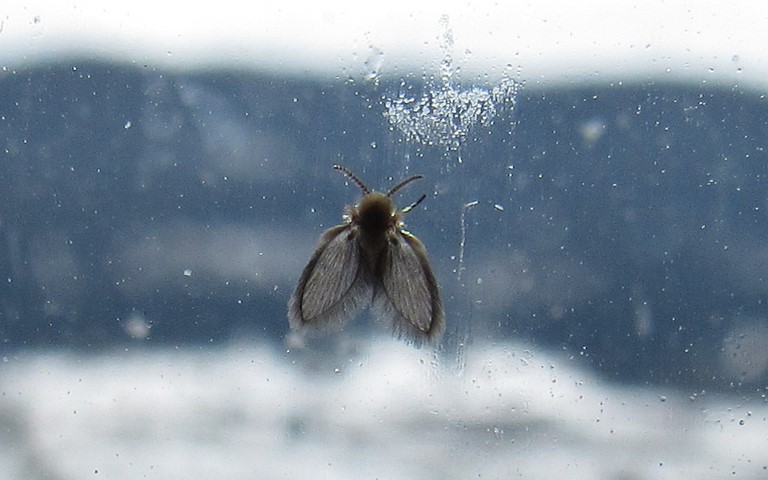 Mouche des éviers - Philosepedon sp.