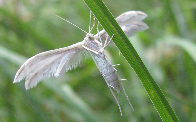 Papillons - Pterophore blanc - Pterophorus Pentadactylus