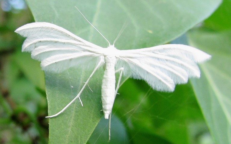 Papillons - Ptérophore blanc - Pterophorus Pentadactylus