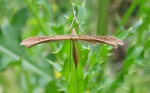 Papillons - Ptérophore commun - Emmelina monodactyla