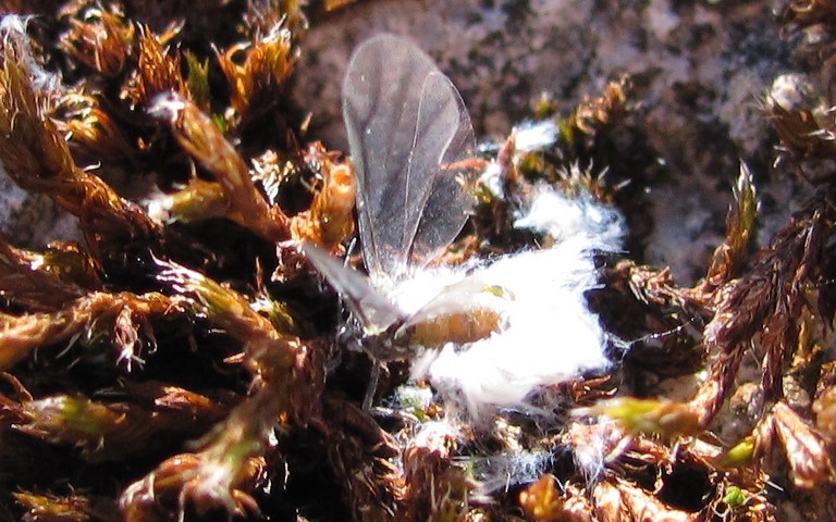Puceron du hêtre - Phyllaphis fagi